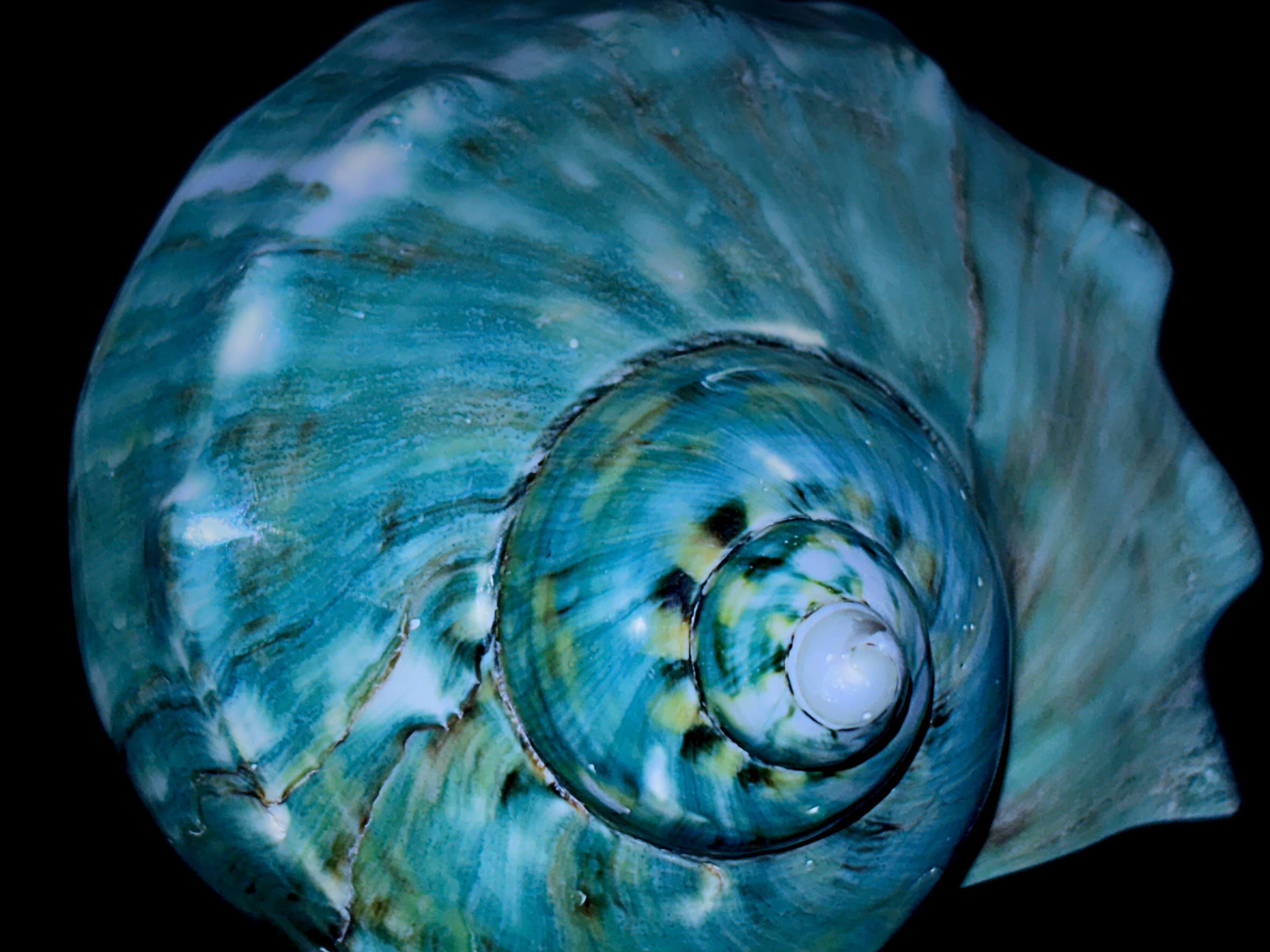 Iridescent turban shell from Okinawa - Deep Ryukyu Hero